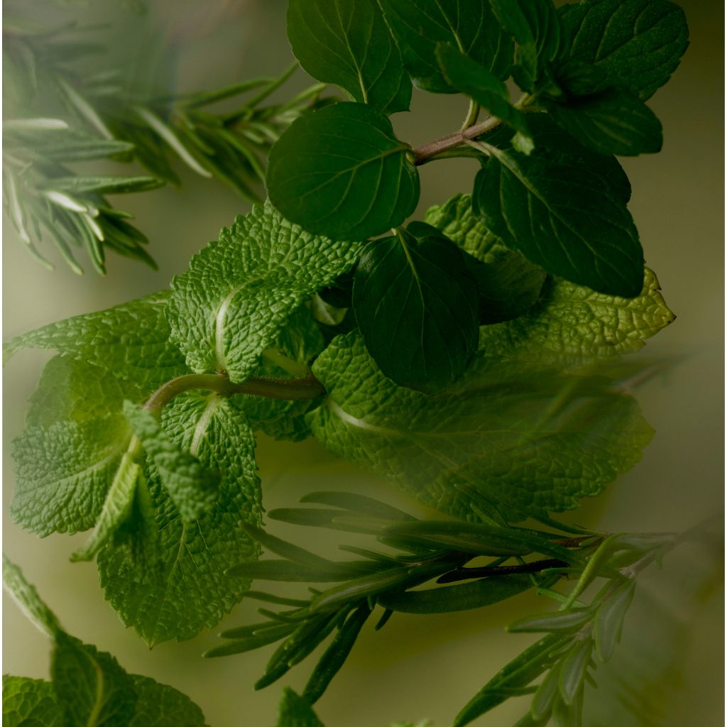 https://av-dashop.nl/wp-content/uploads/2026/05/Aveda-Rosemary-mint-aroma.jpg